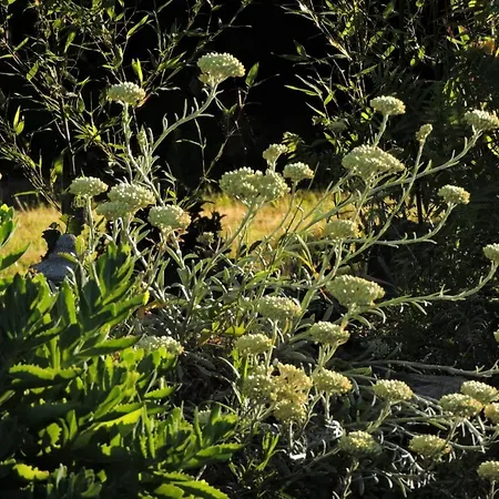 L'hôtié De Brocéliande * Paimpont